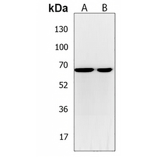 C17orf80 Rabbit Polyclonal Antibody