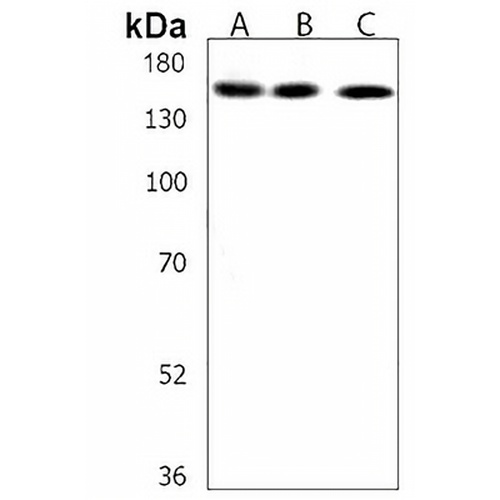 USP47 Rabbit Polyclonal Antibody