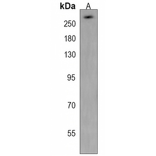 TPR Rabbit Polyclonal Antibody