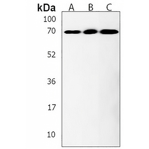 ACSF2 Rabbit Polyclonal Antibody