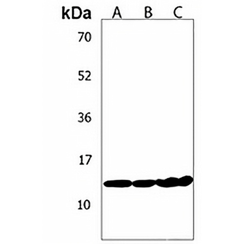 MTCP1 Rabbit Polyclonal Antibody