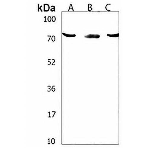 SLC5A4 Rabbit Polyclonal Antibody