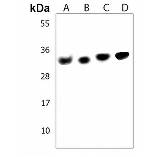 VDAC2 Rabbit Polyclonal Antibody