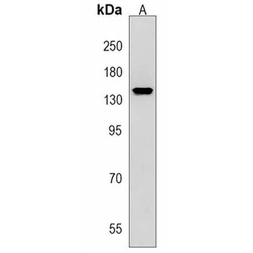 SCAF8 Rabbit Polyclonal Antibody