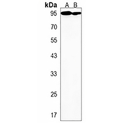 Pendrin Rabbit Polyclonal Antibody