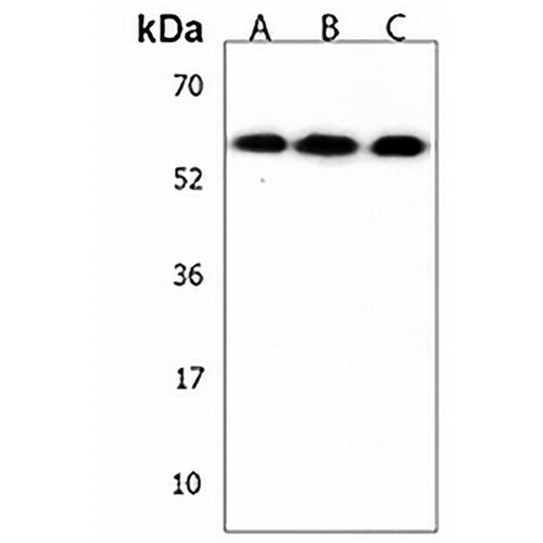 PM20D1 Rabbit Polyclonal Antibody