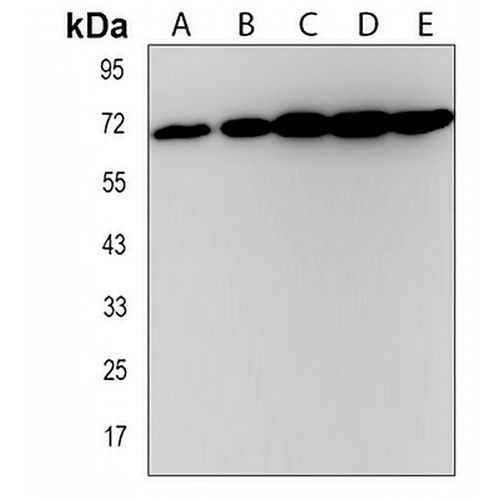 ZFP64 Rabbit Polyclonal Antibody
