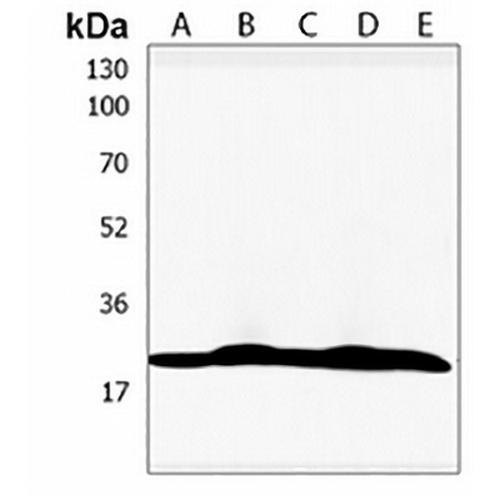 TMEM97 Rabbit Polyclonal Antibody