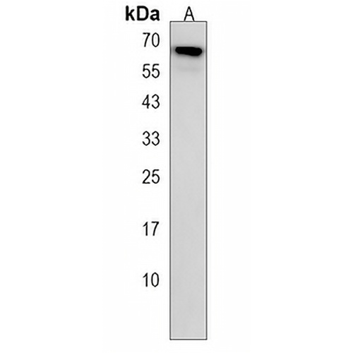 UBQLN1 Rabbit Polyclonal Antibody