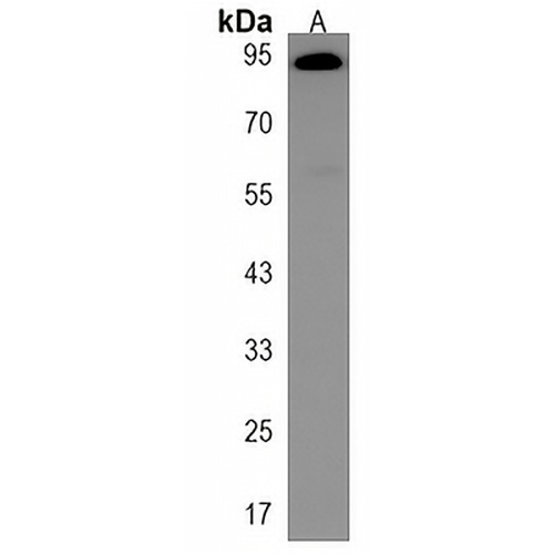 VAC14 Rabbit Polyclonal Antibody