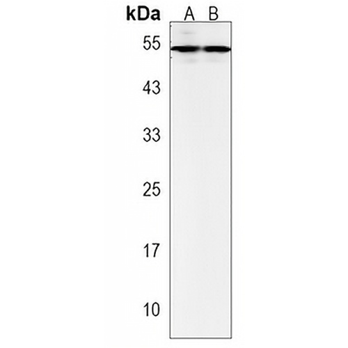 ZFP2 Rabbit Polyclonal Antibody