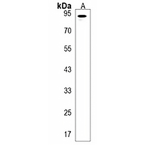 PRSS12 Rabbit Polyclonal Antibody