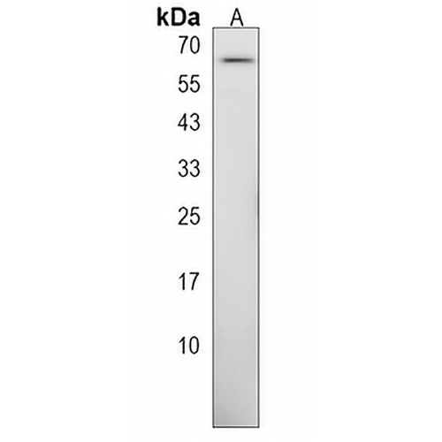ZKSCAN3 Rabbit Polyclonal Antibody