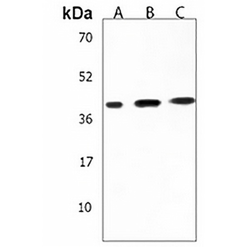 CSNK2A3 Rabbit Polyclonal Antibody