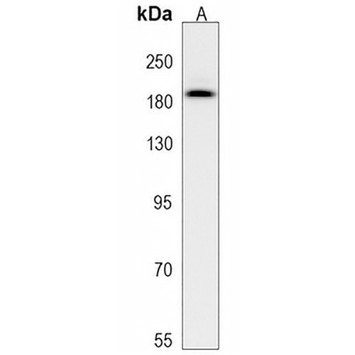 Glycoprotein 340 Rabbit Polyclonal Antibody
