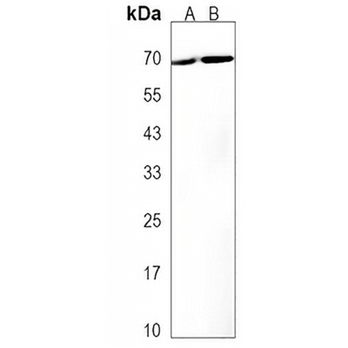ZBTB7C Rabbit Polyclonal Antibody