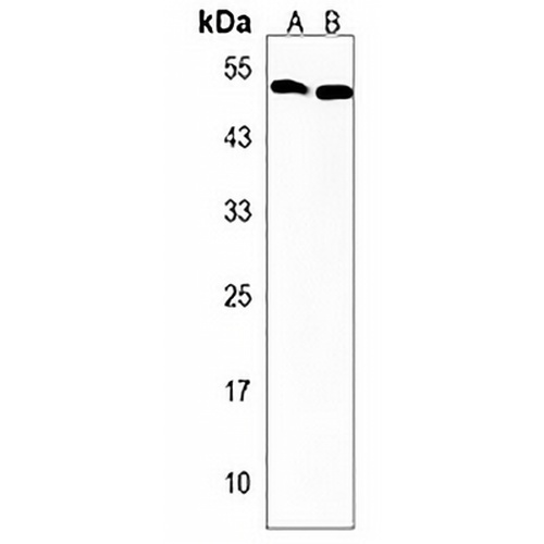 PIGU Rabbit Polyclonal Antibody