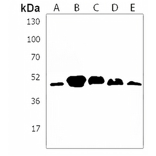 GNAS Rabbit Polyclonal Antibody