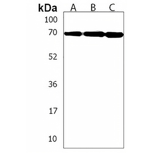 ERVK-7 Rabbit Polyclonal Antibody
