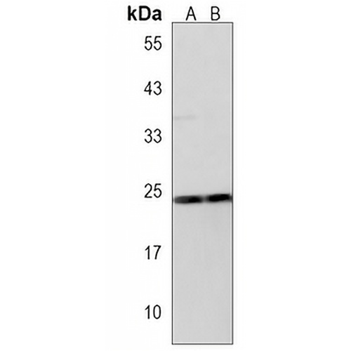 LEU7 Rabbit Polyclonal Antibody
