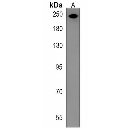 APC2 Rabbit Polyclonal Antibody