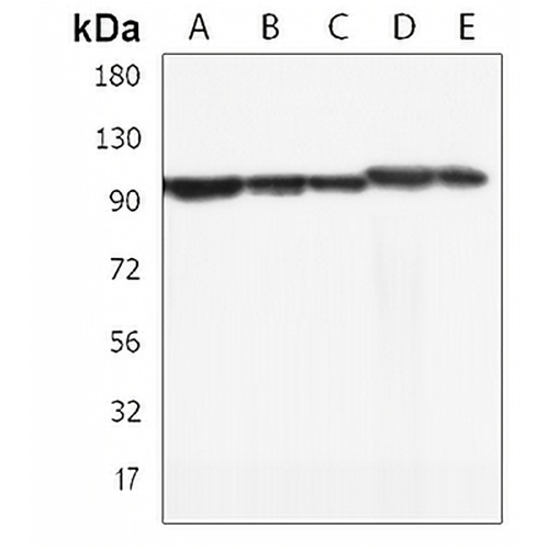 NUGGC Rabbit Polyclonal Antibody