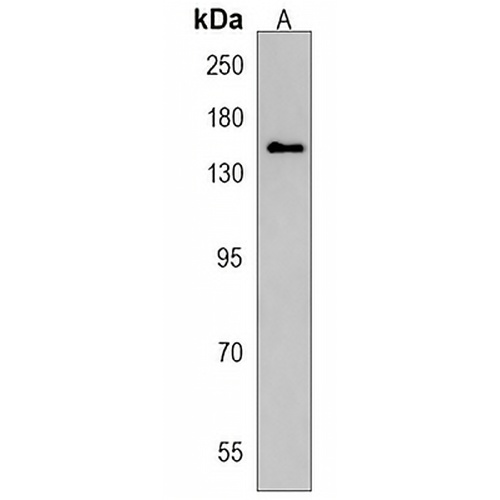 MAGI3 Rabbit Polyclonal Antibody