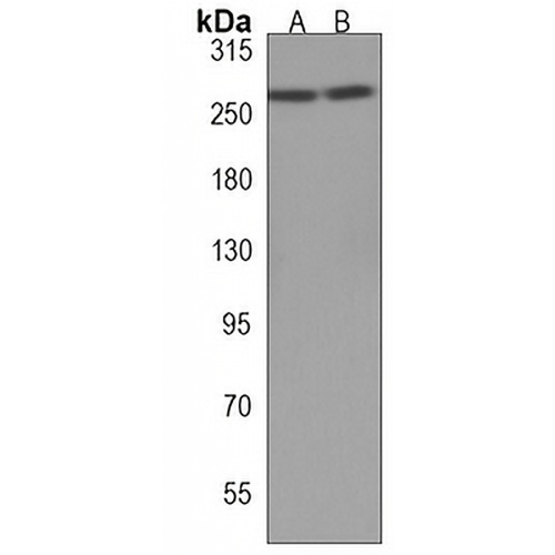 p240 Rabbit Polyclonal Antibody