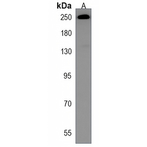 Myosin 4 Rabbit Polyclonal Antibody