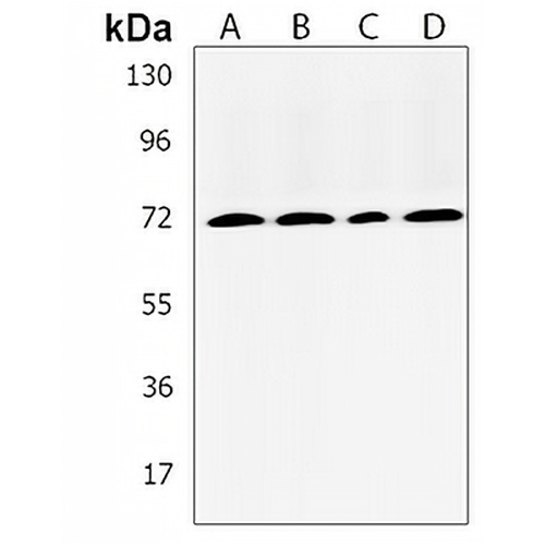 RNF139 Rabbit Polyclonal Antibody