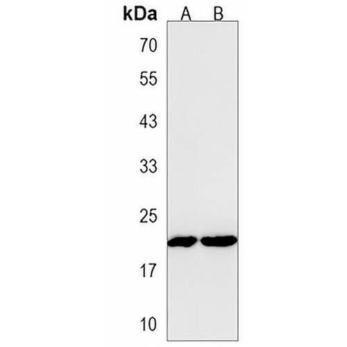 IDNK Rabbit Polyclonal Antibody