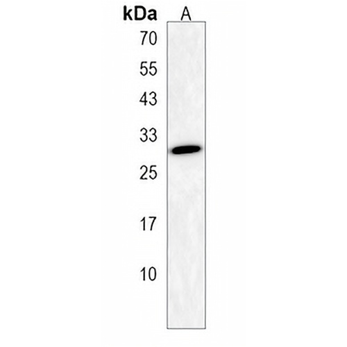 DNASE1L2 Rabbit Polyclonal Antibody