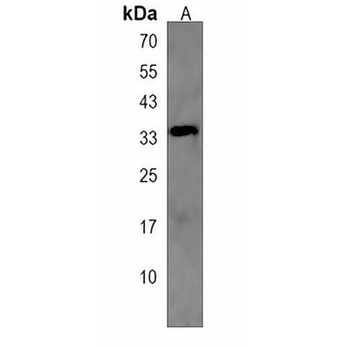 NAT8L Rabbit Polyclonal Antibody