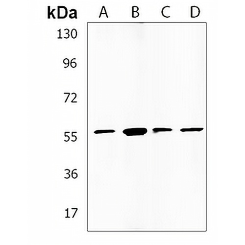 EFS Rabbit Polyclonal Antibody