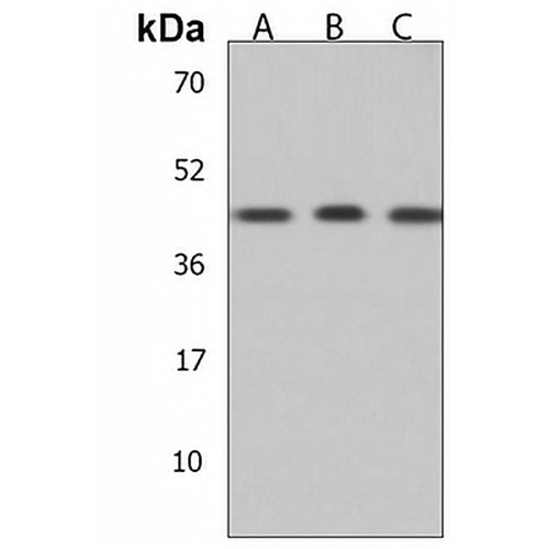 SAPCD2 Rabbit Polyclonal Antibody