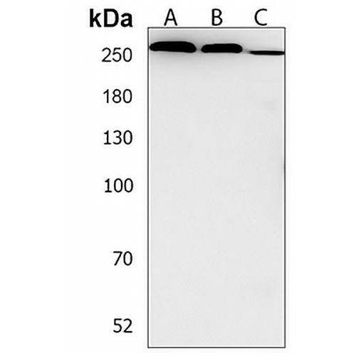 PCNXL2 Rabbit Polyclonal Antibody