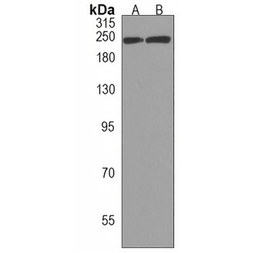 DOCK8 Rabbit Polyclonal Antibody