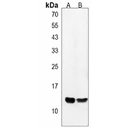 C18orf32 Rabbit Polyclonal Antibody