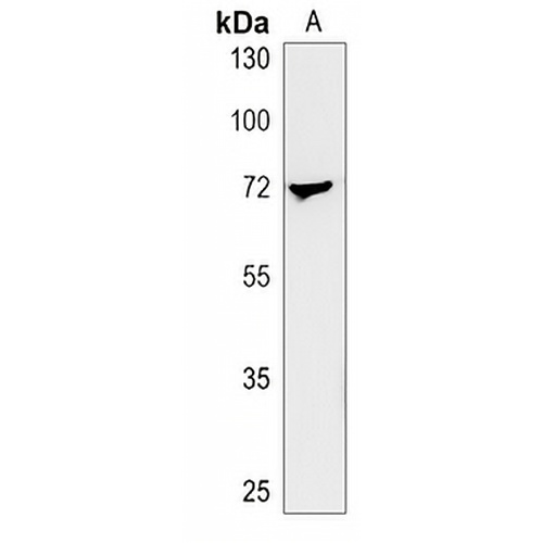 L3MBTL4 Rabbit Polyclonal Antibody