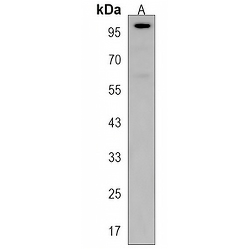 LARGE Rabbit Polyclonal Antibody