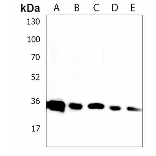 RNPS1 Rabbit Polyclonal Antibody