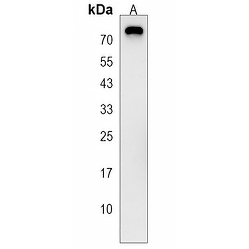 PGLYRP2 Rabbit Polyclonal Antibody