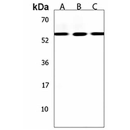 ZNF513 Rabbit Polyclonal Antibody