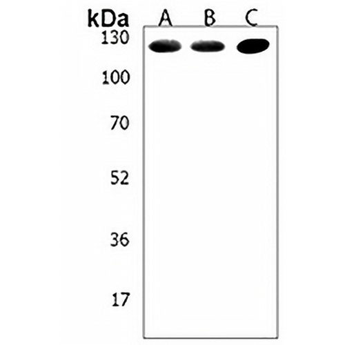 LRIG3 Rabbit Polyclonal Antibody