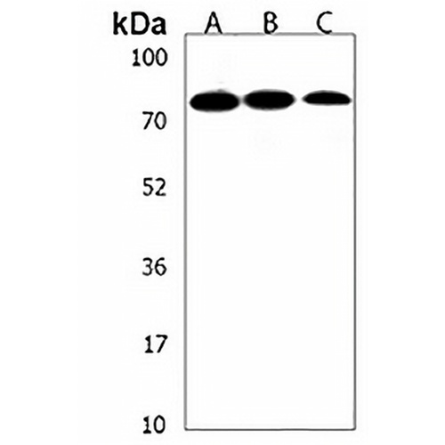 PLA2G4F Rabbit Polyclonal Antibody