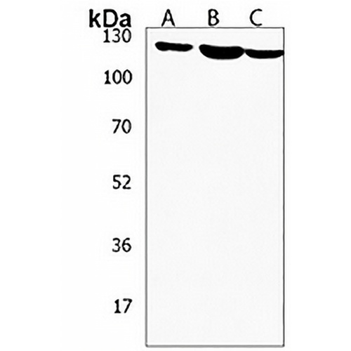 SH3PXD2B Rabbit Polyclonal Antibody