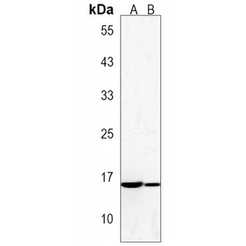 NT5C Rabbit Polyclonal Antibody