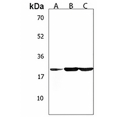 TUSC1 Rabbit Polyclonal Antibody