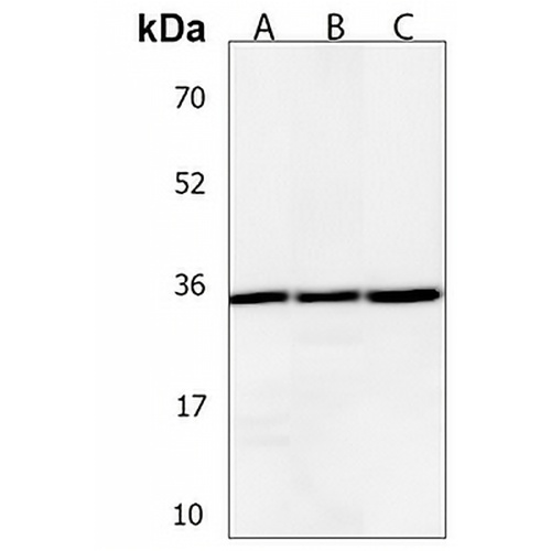 PIGC Rabbit Polyclonal Antibody