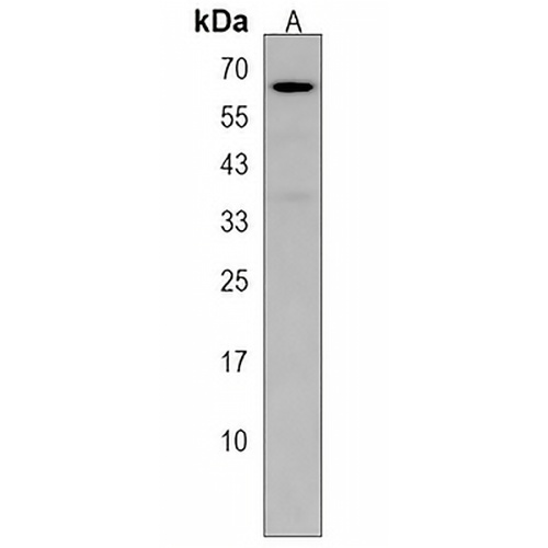 NUPL1 Rabbit Polyclonal Antibody